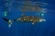 Exmouth Diving, Australie de l'Ouest